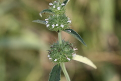 Leucas martinicensis